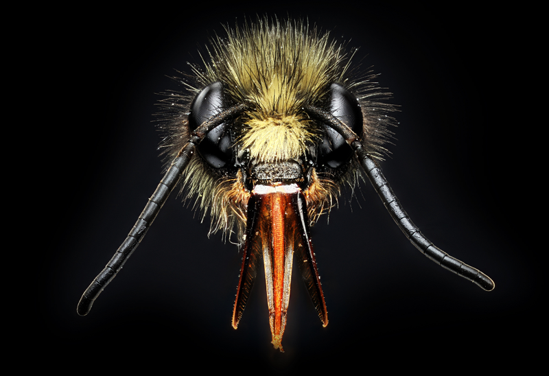 Illustration for article titled I've never seen macroscopic images as incredibly sharp as these ones